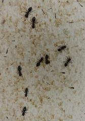 Crematogaster oscaris