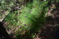 Cosmos linearifolius