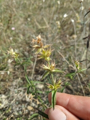 Stachys angustifolia