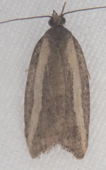 Acleris gloveranus