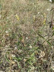 Stachys angustifolia