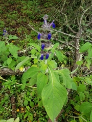 Salvia clinopodioides