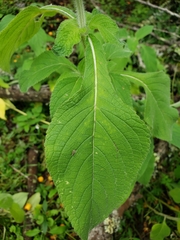 Salvia clinopodioides