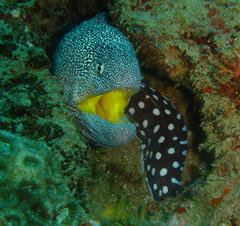 Gymnothorax nudivomer