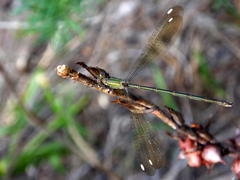 Lestes virgatus