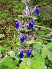 Salvia clinopodioides