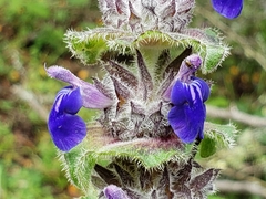 Salvia clinopodioides