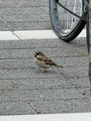 Passer domesticus