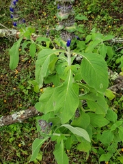 Salvia clinopodioides