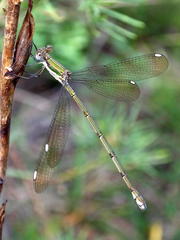 Lestes virgatus