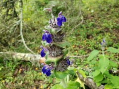 Salvia clinopodioides