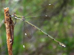 Lestes virgatus