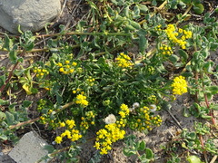 Senecio litorosus