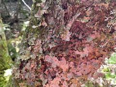 Pseudocyphellaria holarctica