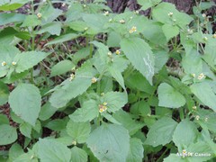 Galinsoga quadriradiata