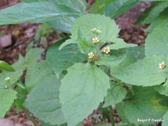Galinsoga quadriradiata