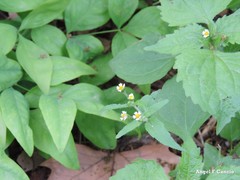 Galinsoga quadriradiata