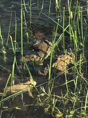 Rhinella arenarum