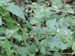 Galinsoga quadriradiata