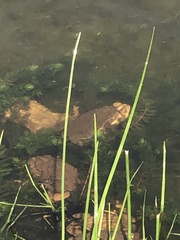 Rhinella arenarum