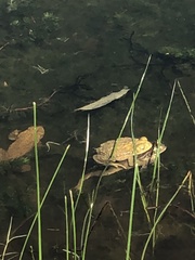 Rhinella arenarum