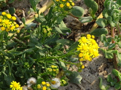 Senecio litorosus