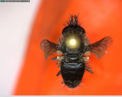 iNaturalist observation photo of Conophorus
