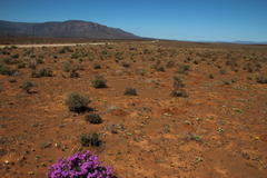 Cryptomys hottentotus