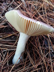 Russula capensis