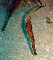 Solenostomus cyanopterus