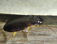 Calathus erratus