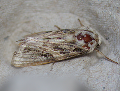 Spodoptera praefica