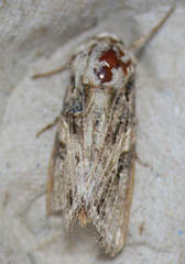 Spodoptera praefica