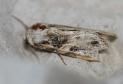 Spodoptera praefica