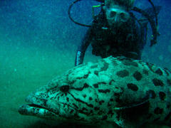 Epinephelus tukula