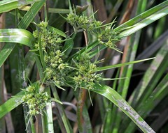 Cyperus aggregatus