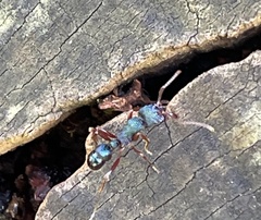 Rhytidoponera aspera