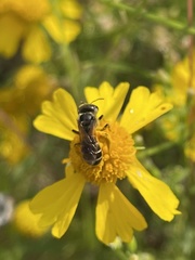 Halictus poeyi