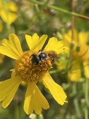 Halictus poeyi