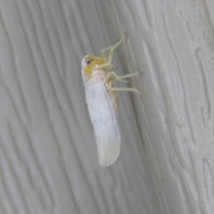 Neocenchrea heidemanni