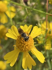 Halictus poeyi