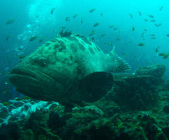 Epinephelus tukula