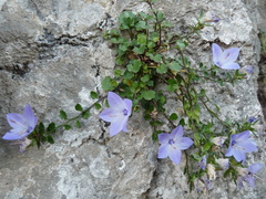 Campanula fragilis fragilis
