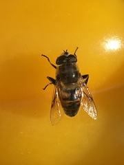 Eristalis tenax