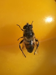 Eristalis tenax
