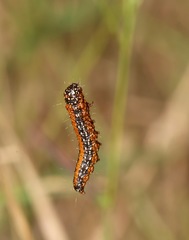 Omphalocera munroei