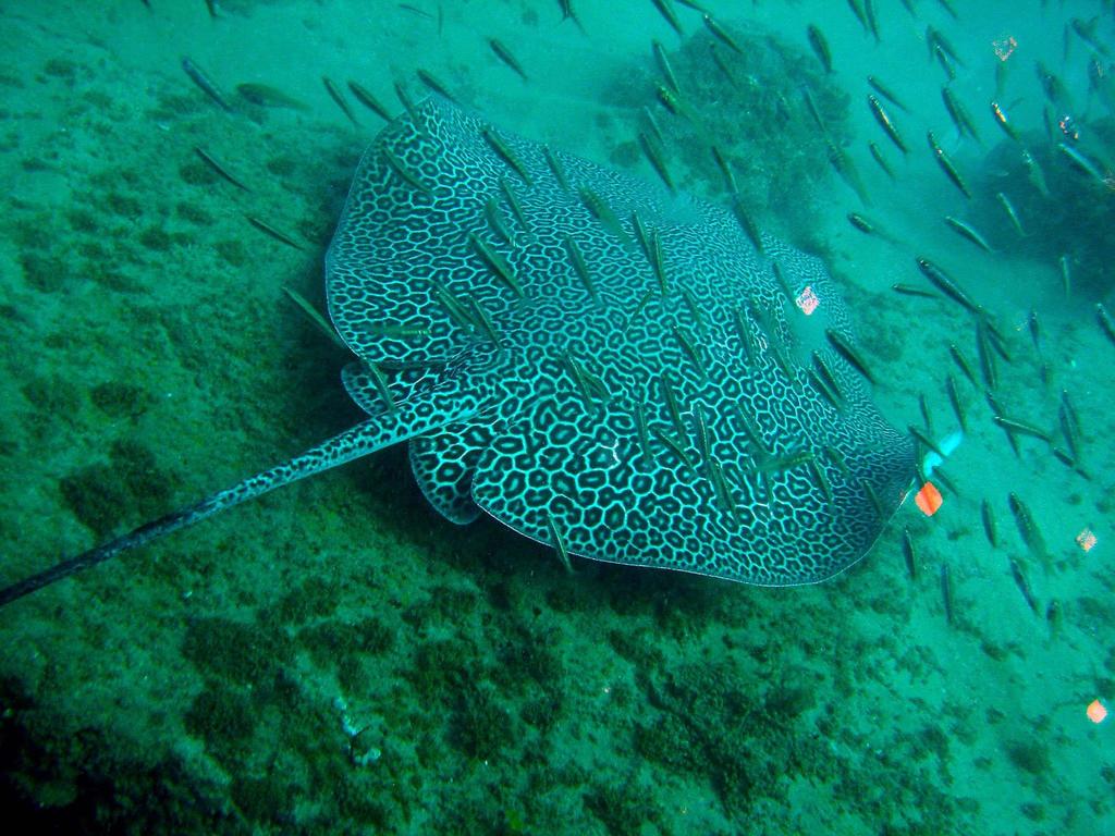 Leopard Whipray