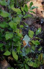 Brachylaena rotundata