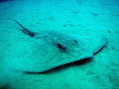 Pateobatis jenkinsii