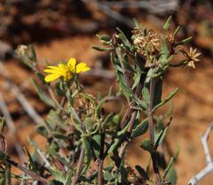 Osteospermum sinuatum sinuatum